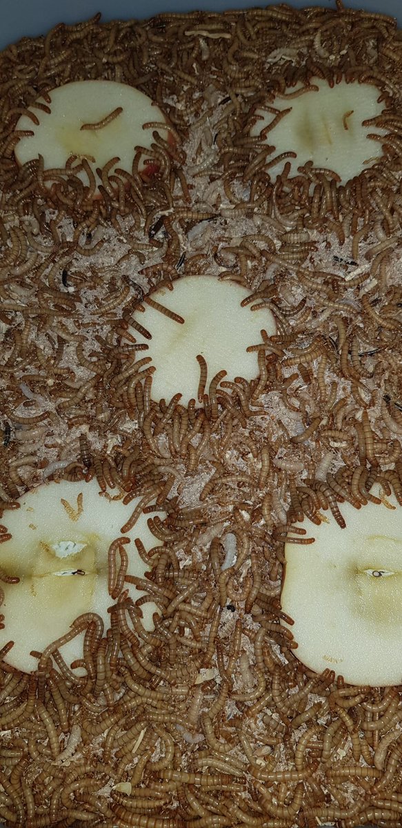 Insectopolis2 tweet picture