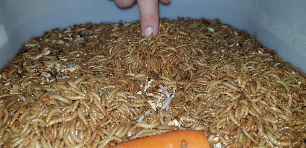 Insectopolis2 tweet picture