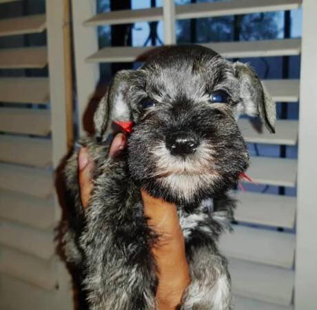 sidneyy_jerk's tweet photo. Guys Please Help Me Out🥺
 Look At His Cute Little Face!😭❤️❤️❤️
2:30 I have until 8:30 to get the retweets help me out!😞❤️ https://t.co/AAM1bSY62n