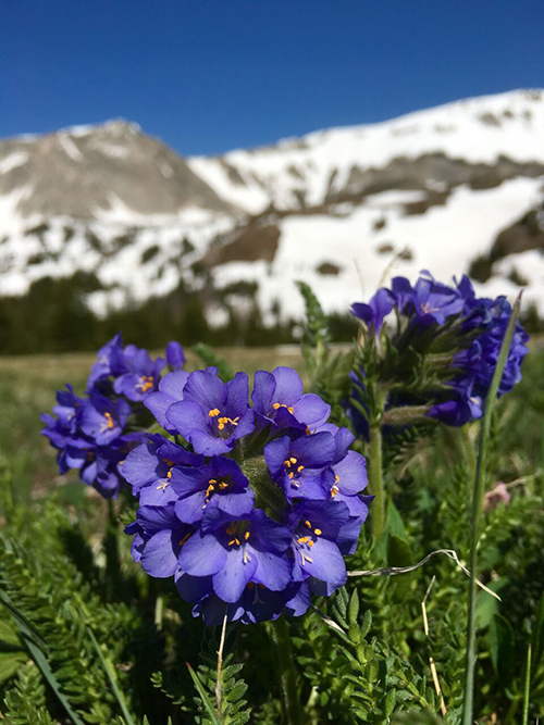 DarleyNewman's tweet photo. Happy #NationalForestWeek! Excited about this week's virtual events @NationalForests, including a photo contest. More on how to join at https://t.co/GdUAh2EnsW #ItsAllYours #nationalforests #twdnff https://t.co/wsVueTQafd