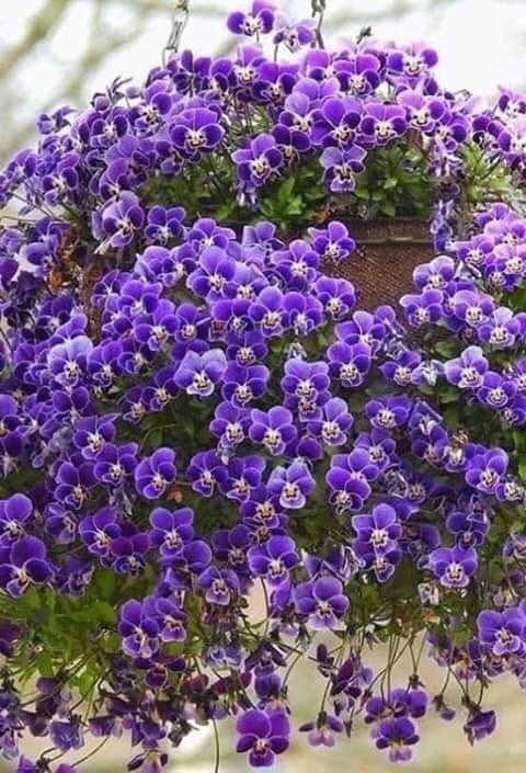 lm_adem's tweet image. #Dumanın tütmeyince...!
#Yanmıyorsun sanıyorlar...!
 #Oysa...!
#İnsan, içten içe #Yanar...!
#Bilmiyorlar...!!!🌼🌼🔥🔥