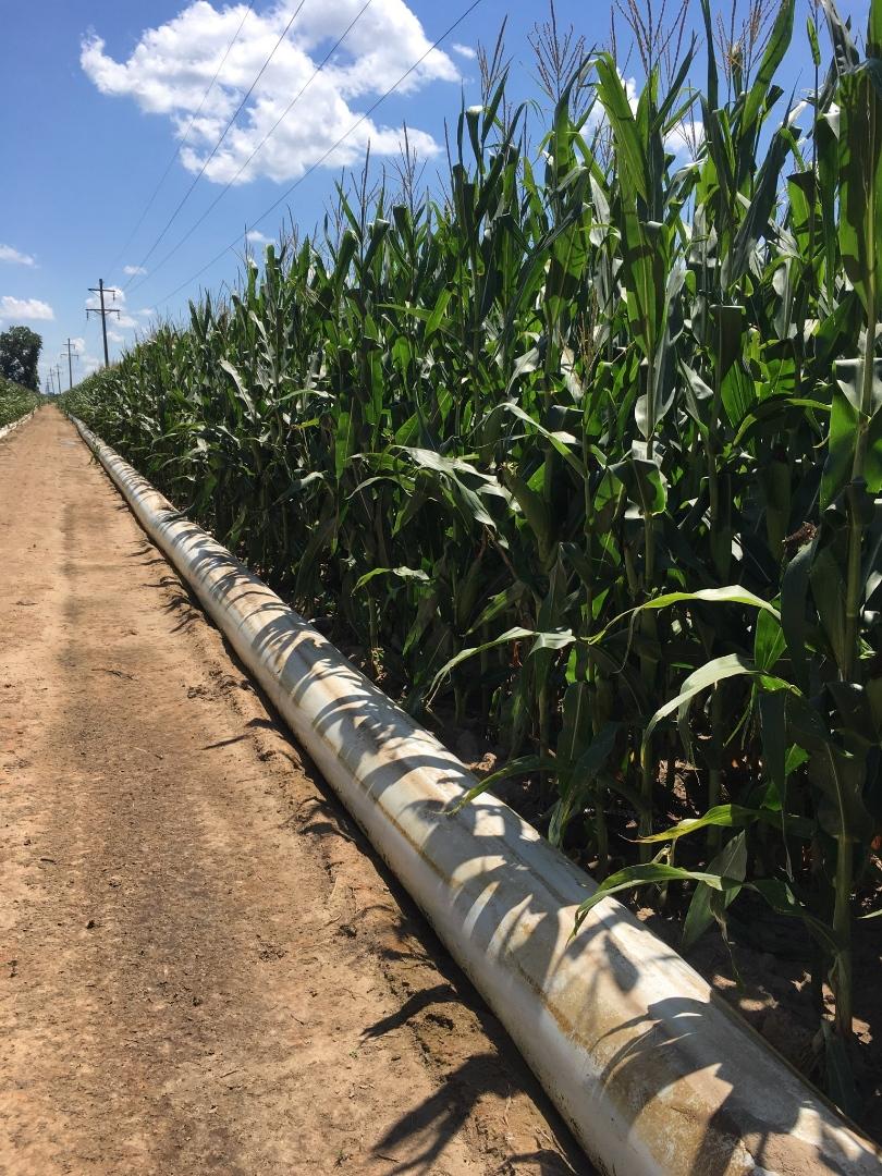 Corn silking in MO is at 59 percent, according to today’s <a href="/usda_nass/">National Agricultural Statistics Service</a> crop report. Only 4 percent of the crop ranked as poor condition. While corn looks good north -> south -> and fields in between,🙏for a long, slow rain shower are appreciated. #Plant20 #Grow20