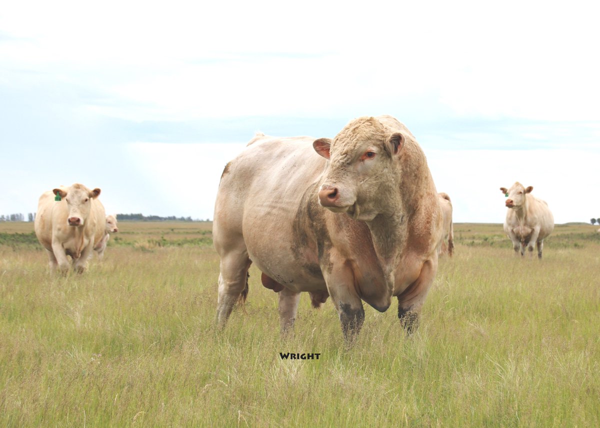 Pleasant Dawn RKJ Ledgen 20C herdsire 
Photos taken by <a href="/CharolaisBanner/">Helge By</a> and Jon Wright.  Thanks very much for your visit! 
#valleysendcharolais #ledgensonsforsale #morebeeflessresources #polledwithpunch #CanadianCharolais #saskcharolais #begreengowhite #charolaisbull