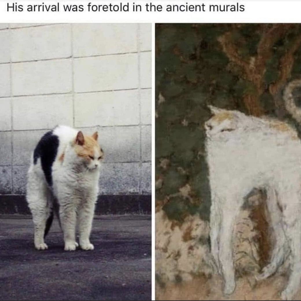 Funny Cat And Dog Memes Funny Pet Memes Twitter Funny Cat And Dog Memes Funny Pet Memes Twitter