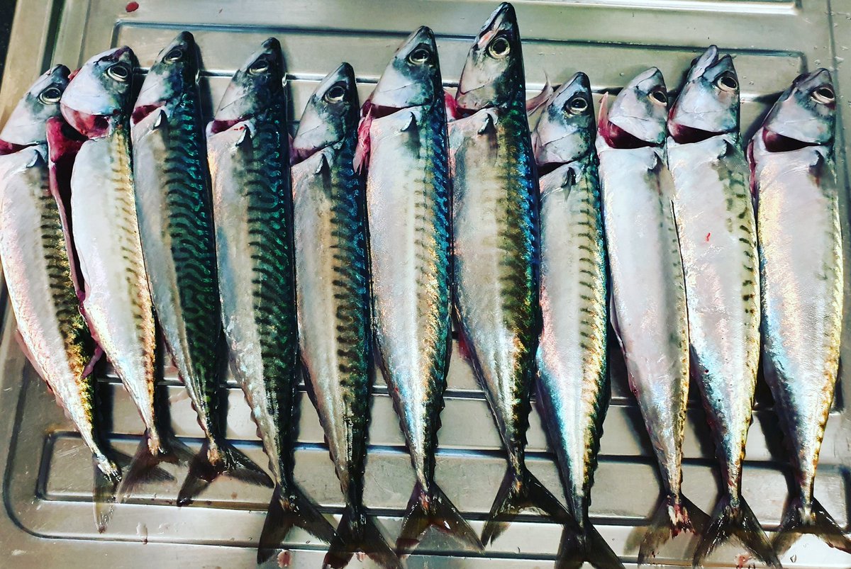 AshPledger's tweet photo. Well that was good fun - some might say entertaining!! 
#morepracticeneeded lol but I caught some! #Mackerel https://t.co/npgCSZVksU