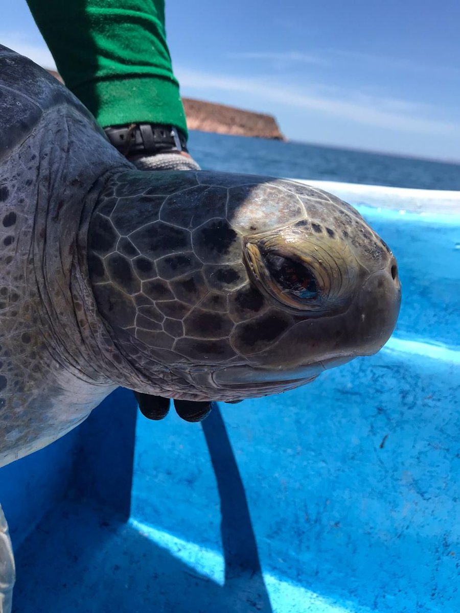 g_tortuguero_ca's tweet photo. #LunesDeMonitoreos: finalmente pudimos regresar a la Isla Espíritu Santo para retomar el monitoreo mensual de tortugas! Fue un día muy productivo con 15 tortugas capturadas, marcadas y liberadas, entre ellas 2 careys
Fotos: Helena Fernández
#MonitoreoComunitario #ICAPO https://t.co/HTm0o3kwAz