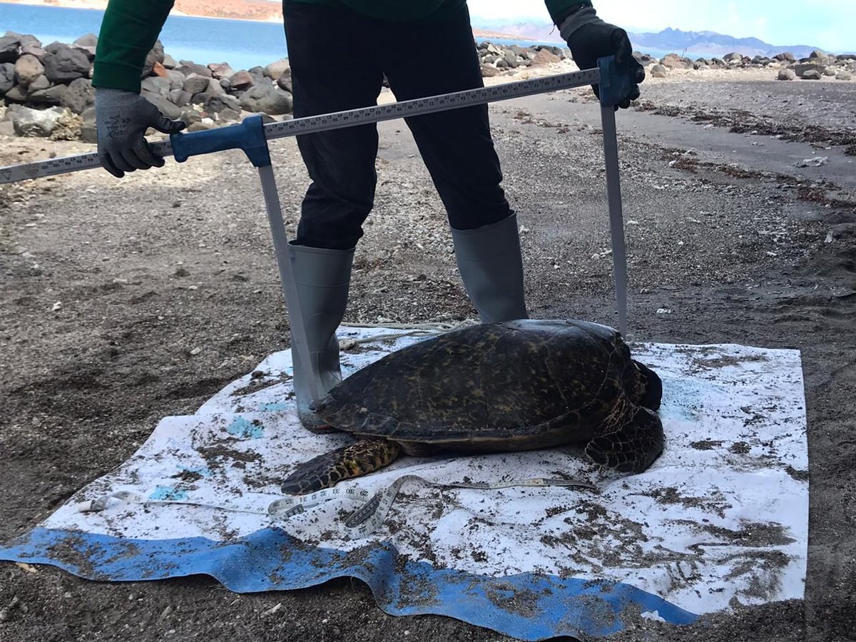 g_tortuguero_ca's tweet photo. #LunesDeMonitoreos: finalmente pudimos regresar a la Isla Espíritu Santo para retomar el monitoreo mensual de tortugas! Fue un día muy productivo con 15 tortugas capturadas, marcadas y liberadas, entre ellas 2 careys
Fotos: Helena Fernández
#MonitoreoComunitario #ICAPO https://t.co/HTm0o3kwAz