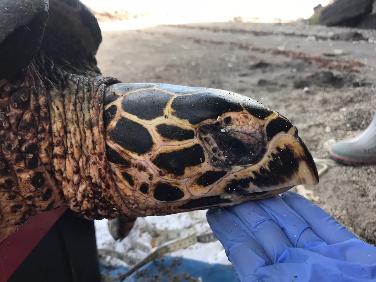 g_tortuguero_ca's tweet photo. #LunesDeMonitoreos: finalmente pudimos regresar a la Isla Espíritu Santo para retomar el monitoreo mensual de tortugas! Fue un día muy productivo con 15 tortugas capturadas, marcadas y liberadas, entre ellas 2 careys
Fotos: Helena Fernández
#MonitoreoComunitario #ICAPO https://t.co/HTm0o3kwAz