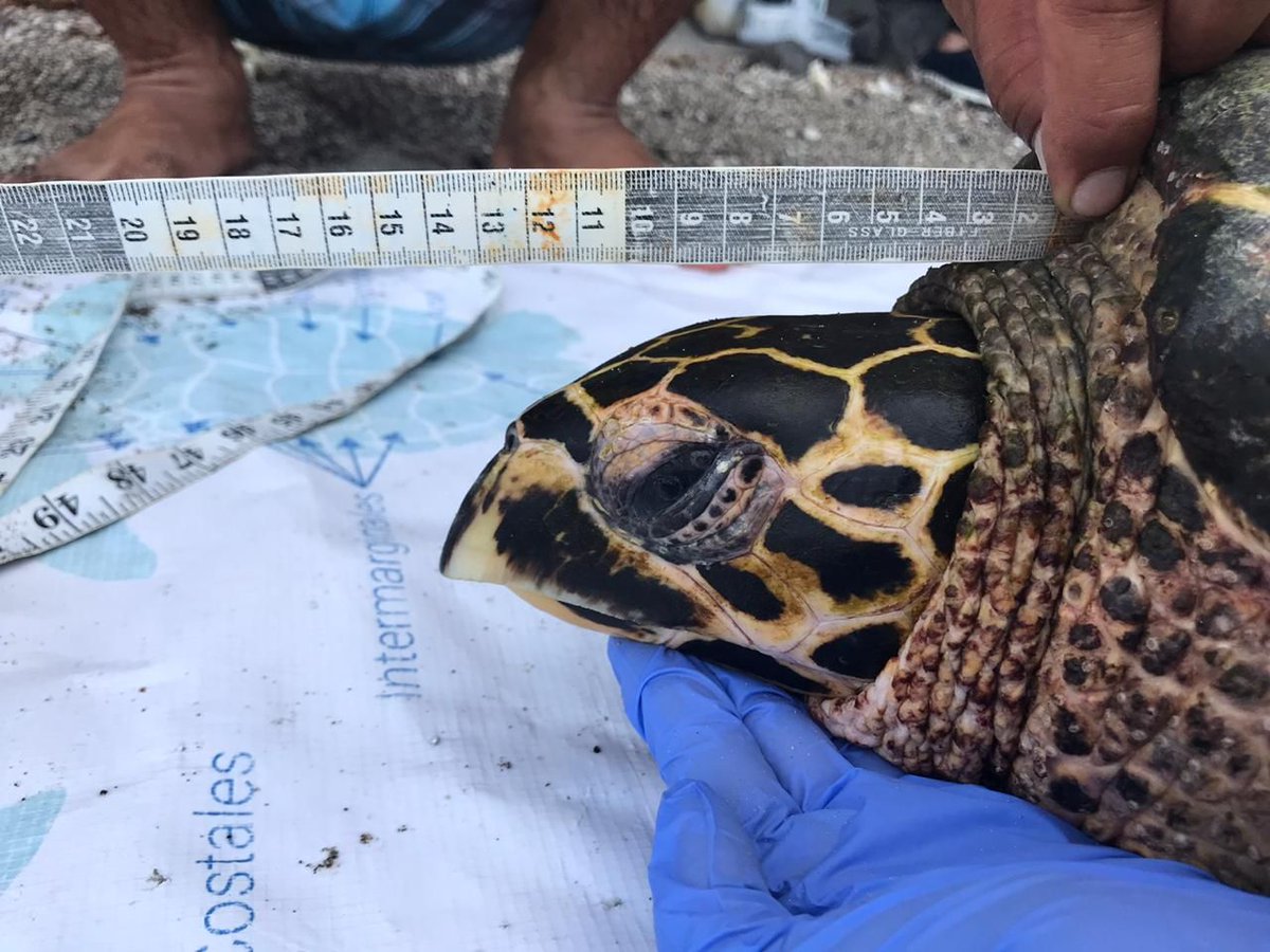 g_tortuguero_ca's tweet photo. #LunesDeMonitoreos: finalmente pudimos regresar a la Isla Espíritu Santo para retomar el monitoreo mensual de tortugas! Fue un día muy productivo con 15 tortugas capturadas, marcadas y liberadas, entre ellas 2 careys
Fotos: Helena Fernández
#MonitoreoComunitario #ICAPO https://t.co/HTm0o3kwAz