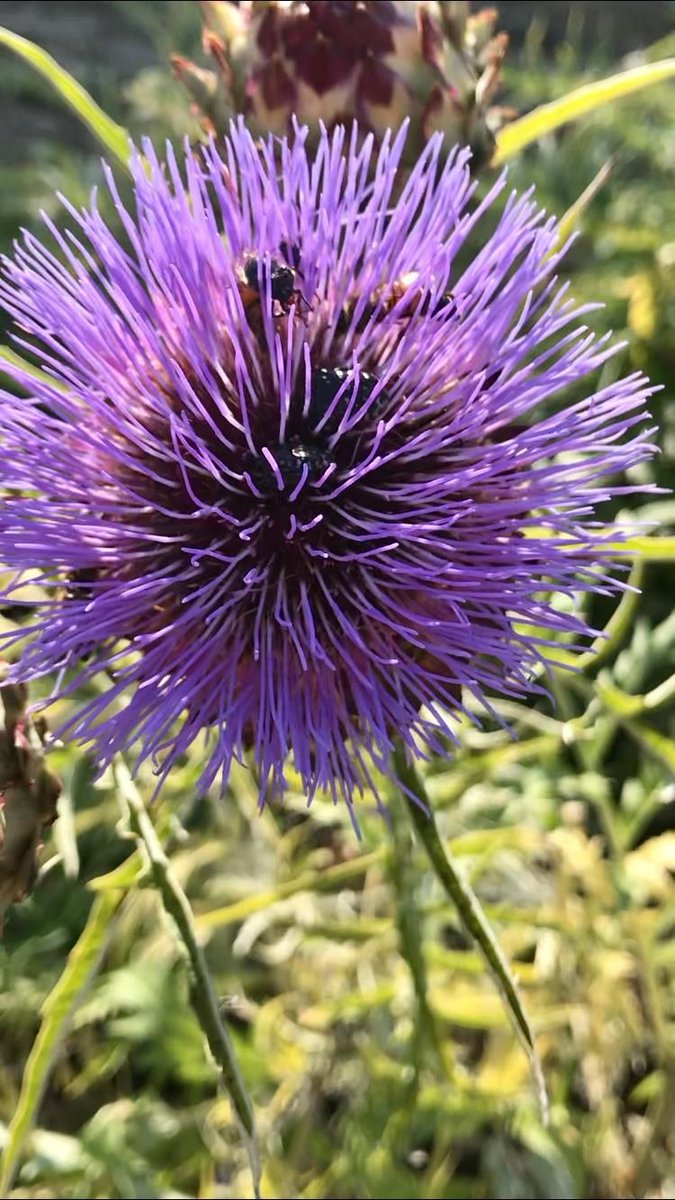 La fioritura dei cardi nelle campagne piemontesi
piemonteis.org/?p=5033