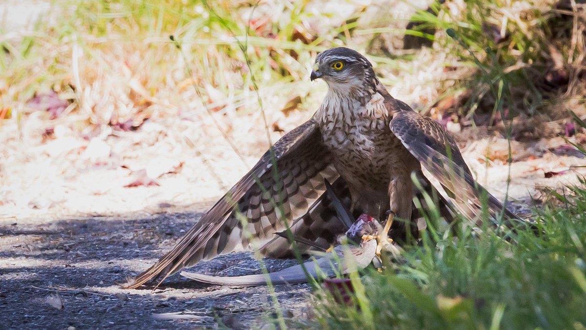 Quite disappointed that today one of our research study subjects got ... eaten 🙄

#commonswift #sparrowhawk <a href="/RuauxG/">Geoffrey Ruaux</a>