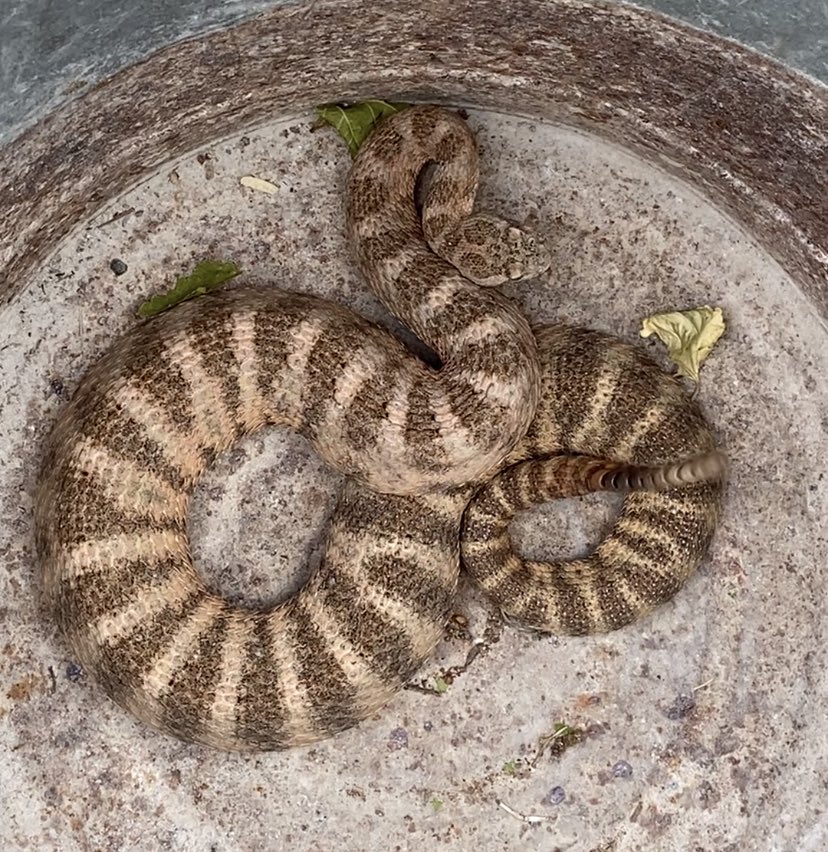 Speaking of snakes. Here is a Tiger Rattlesnake. NOT in its natural habitat.
