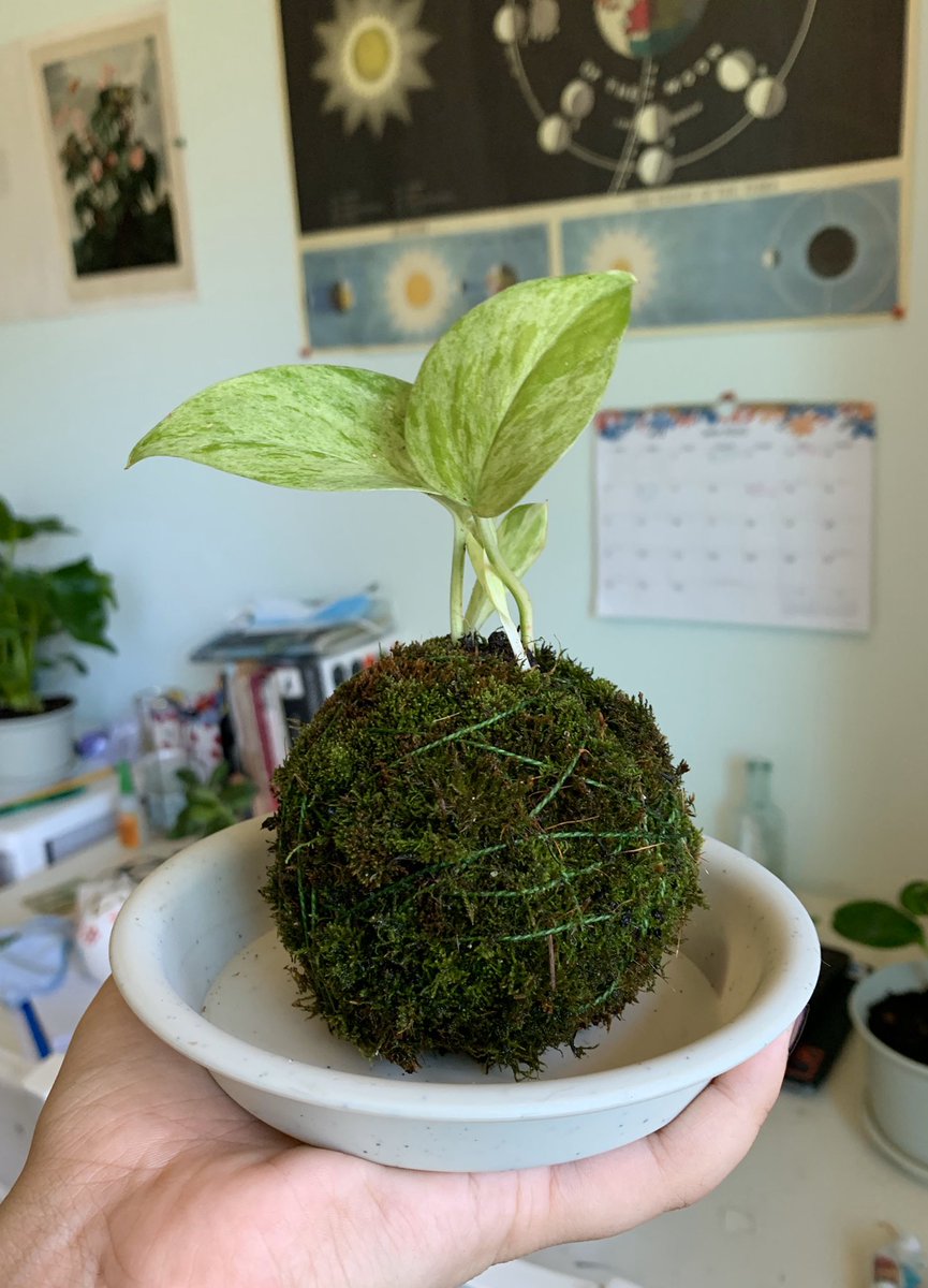 giuliacrossing's tweet photo. I made a moss ball!! 🌱🌱🌱 https://t.co/ploc80sShm