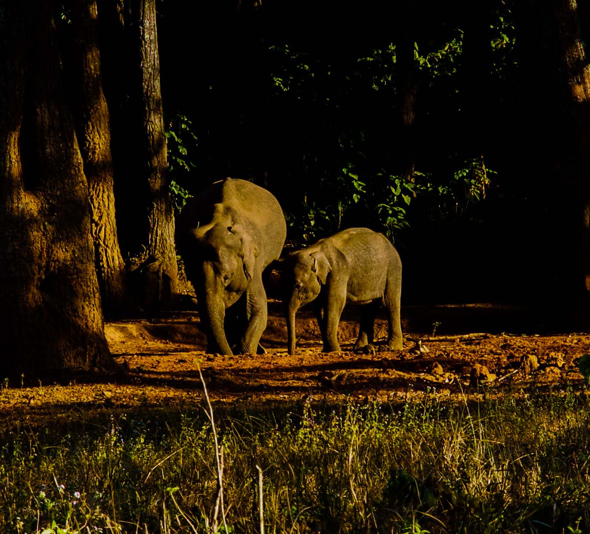 AshisPandaIRS's tweet photo. Some pics of my last visit to the beautiful national park. https://t.co/d4HCBHxF8X