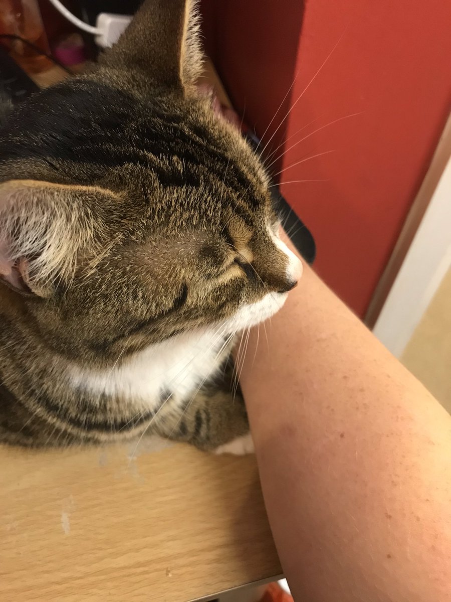 akihainu's tweet photo. Trying to work here!! #CatsOnTwitter #workinghere #mydesk https://t.co/pkVA9ZySFu