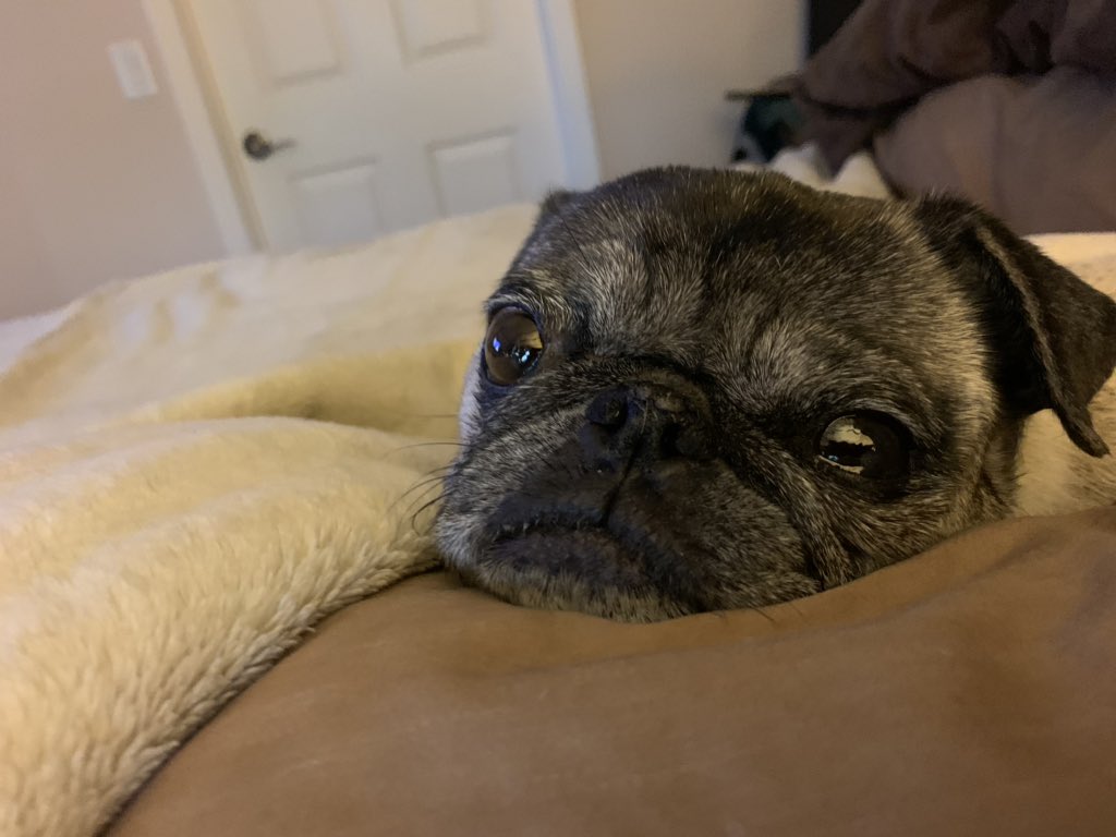 Pia_Pia_the_Pug's tweet photo. Apparently the light is bothering her. LOL. #veteranservicedog #azservicedogs #pug #retired #pugsofinstagram #pugnation #pugs #puglife #puglove #love #florida #sleepy #happiness #toocute #precious #rescuedog #goodnite #sleepingbeauty #donotdisturb #turnthelightsoff #goodnight https://t.co/u8Y9TjSbMN