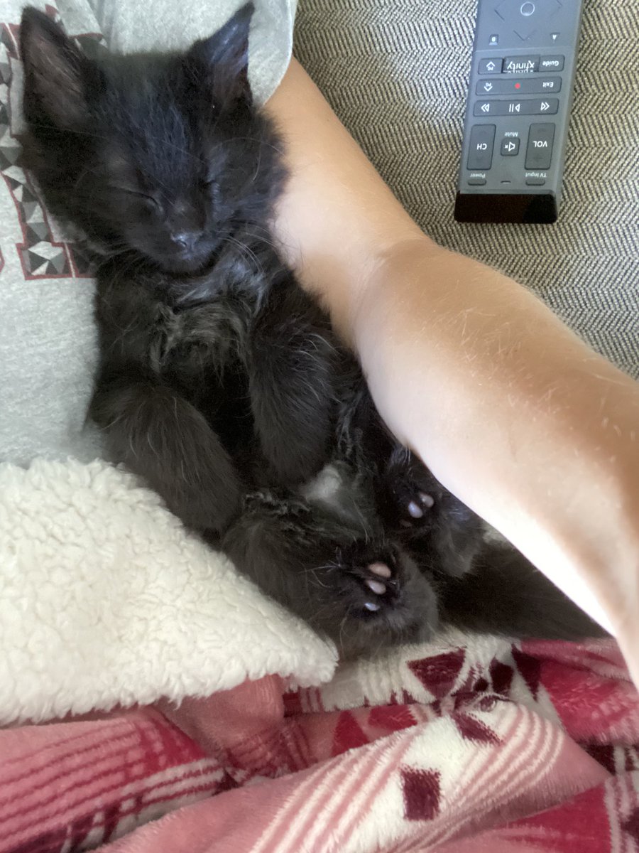 bhorn42's tweet photo. My little love bug 🐾🖤 https://t.co/bcMHhJegn0