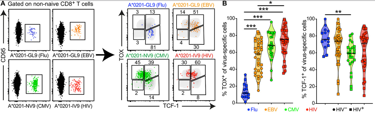 mmw_lmw's tweet photo. Human #EffectorMemory #CD8_T_cells | TOX is expressed by exhausted and polyfunctional CD8 | in virus-specific CD8+ T cells | Marcus Buggert @karolinskainst @SciImmunology https://t.co/QVXomaEzCF https://t.co/9moK2qN3Mk