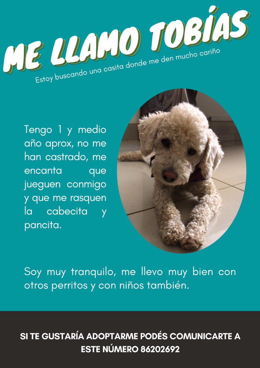 LauG_29's tweet photo. Hola!
El dueño de estos perritos falleció la semana pasada entonces estoy buscándoles un hogar donde les den mucho amor y los cuiden montones.

Les agradezco si me ayudan a compartir ✨RT✨ https://t.co/BdD4IgSfBZ