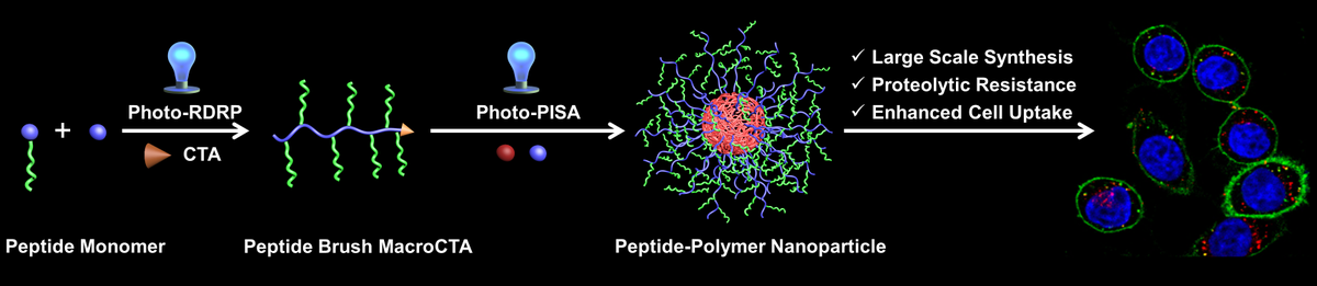 In this collaboration with Brent and Prof. Stupp, we used light to make a "PIZZA PIE" with lot of peptide topping.  #Gianneschi <a href="/IINanoNU/">International Institute for Nanotechnology</a> <a href="/Brent_Sumerlin/">Brent Sumerlin</a> <a href="/LowDispersity/">Sumerlin Research Group</a> #GeorgScheutz #TristanClemons 

onlinelibrary.wiley.com/doi/10.1002/an…