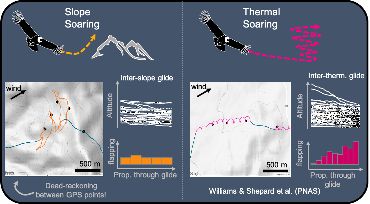 We use magnetometry to reconstruct fine-scale flight paths of #condors. Birds were more likely to flap in glides between thermals than between slopes bc “hotspots” are not always hot when birds need them to be! Reward Vs Risk in soaring! bit.ly/3fr9vUh #newpaper joy!