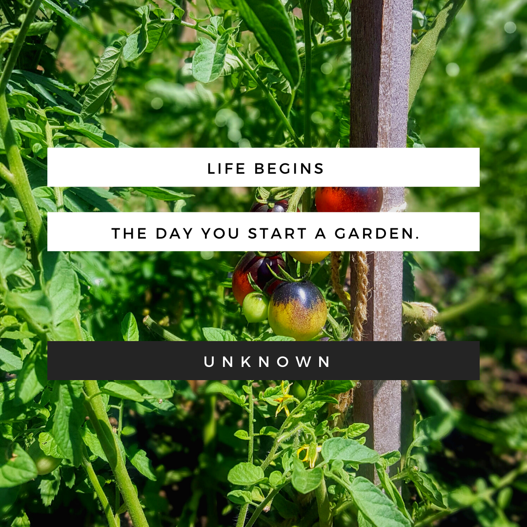 It's never too late to start a garden 🌱🌼💐
~
~
~
~
~
~
#gardenlife #startagarden #nevertoolate