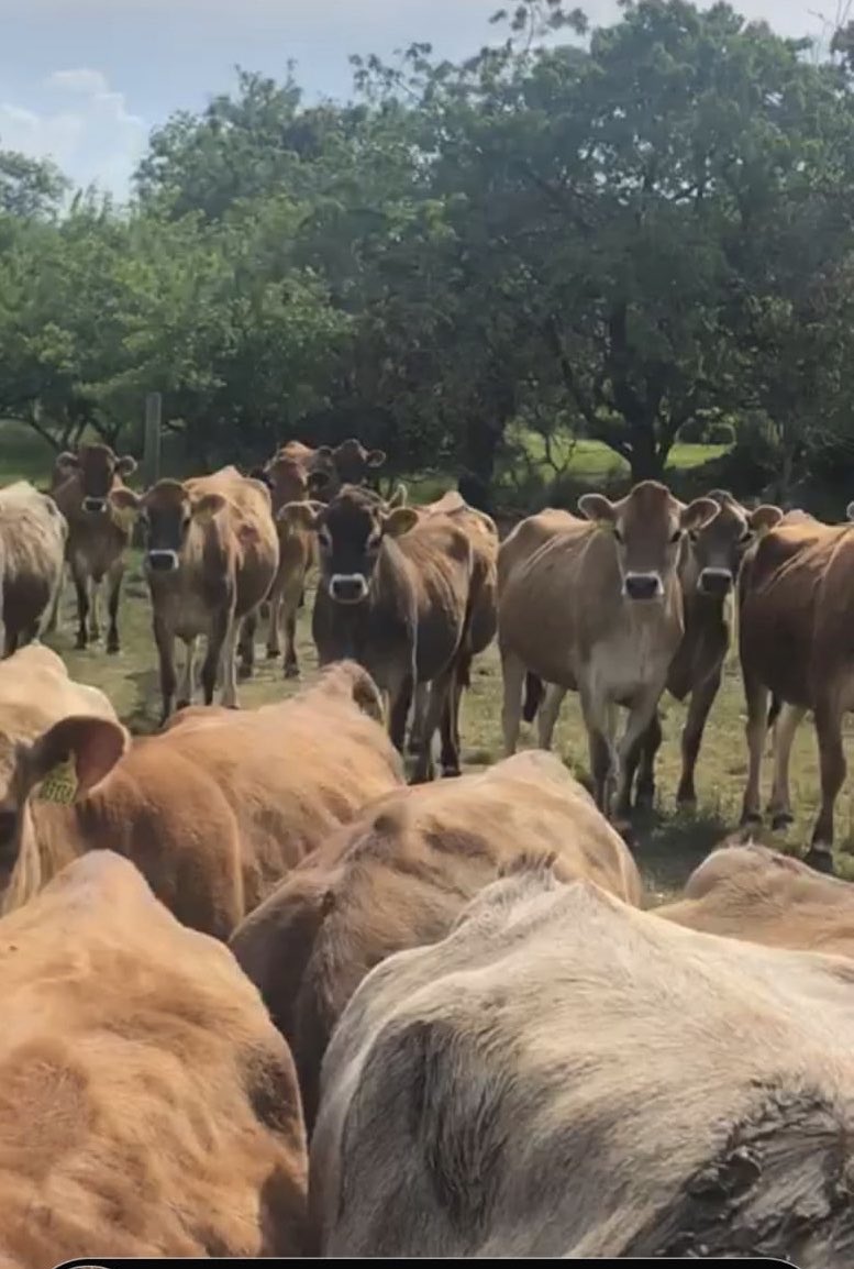 DairyStock's tweet photo. **Jersey Youngstock**
200 Pure Jersey Heifers:
70 2-6 months old.
50 6-12 months old.
20 Bullers.
60 InCalf, from 2-7 months pregnant.
Very Nice Heifers!! https://t.co/8dYK6WOGuf