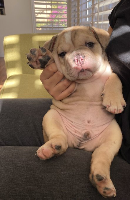 My baby Rico says hello💕 https://t.co/eZ3TpDi5tO