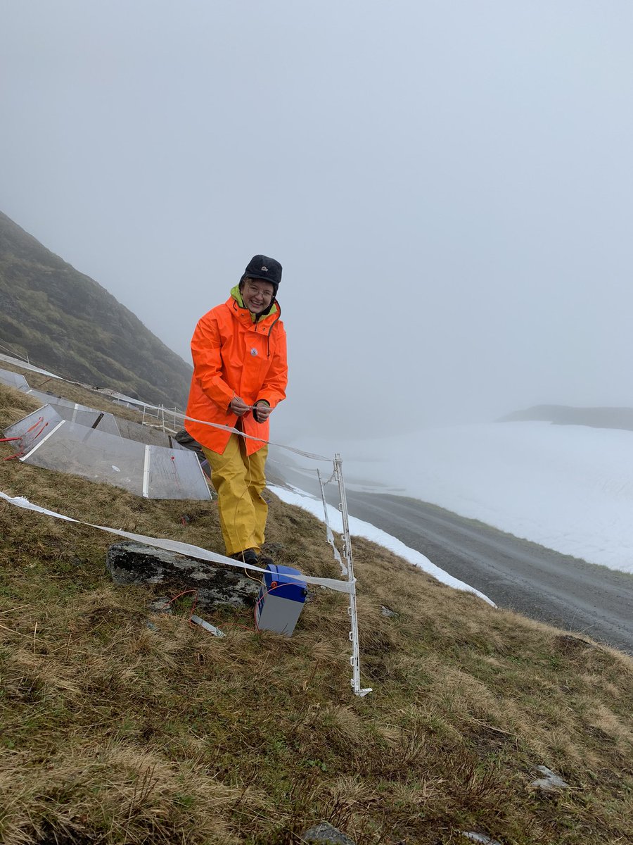 VVandvik's tweet photo. At the coldest, wettest corner of our climate grid, Vikafjell, the snow is not *quite* melted out yet. But site itself is (just) snow free, and @UiB students know how to dress for a rainy day in the mountains: layers of wool and no-nonsense raingear! #sydvest https://t.co/B227Jv4cMj