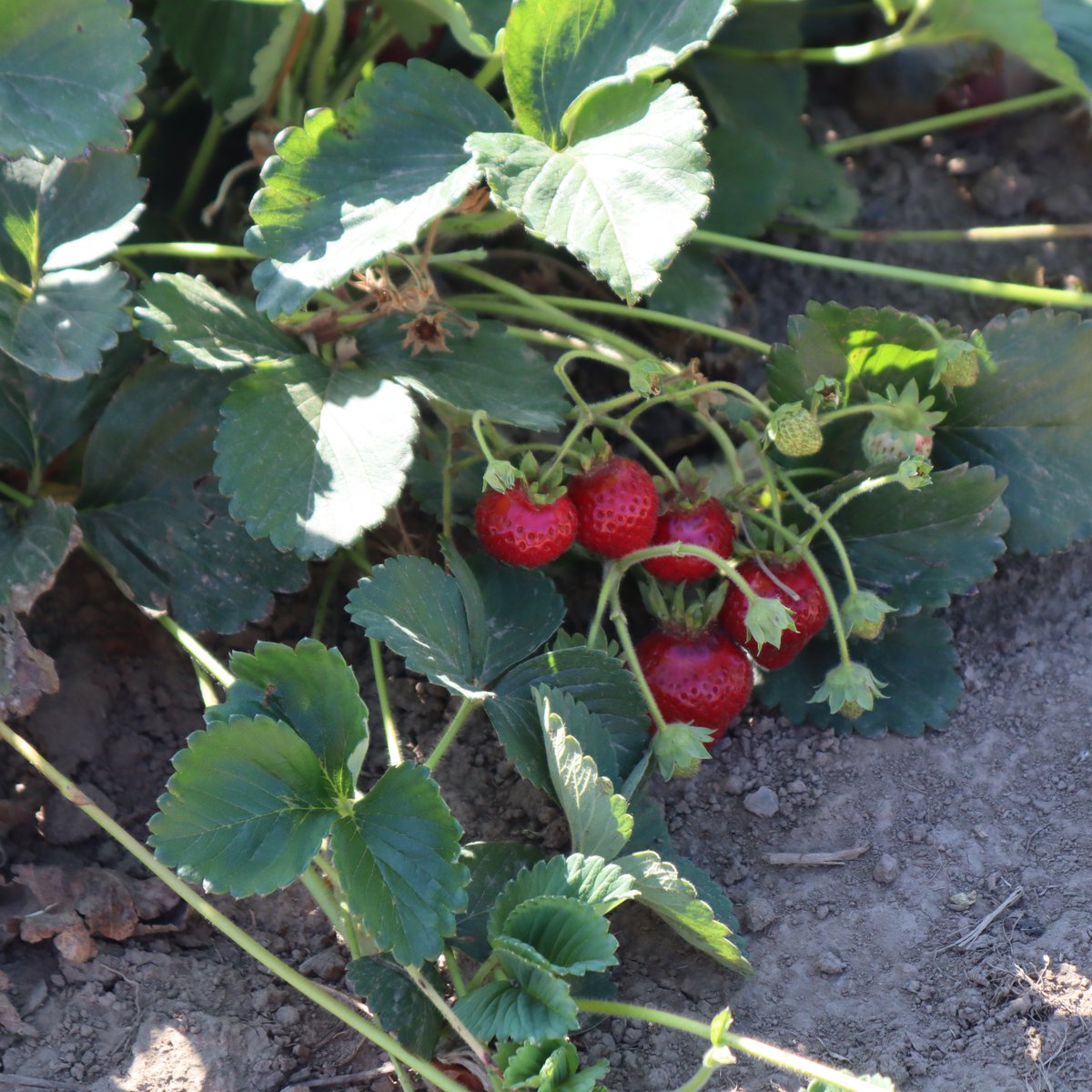 Intercropping is a common practice in many young hazelnut orchards, but here is something a little more rare--intercropping hazelnuts with strawberries!