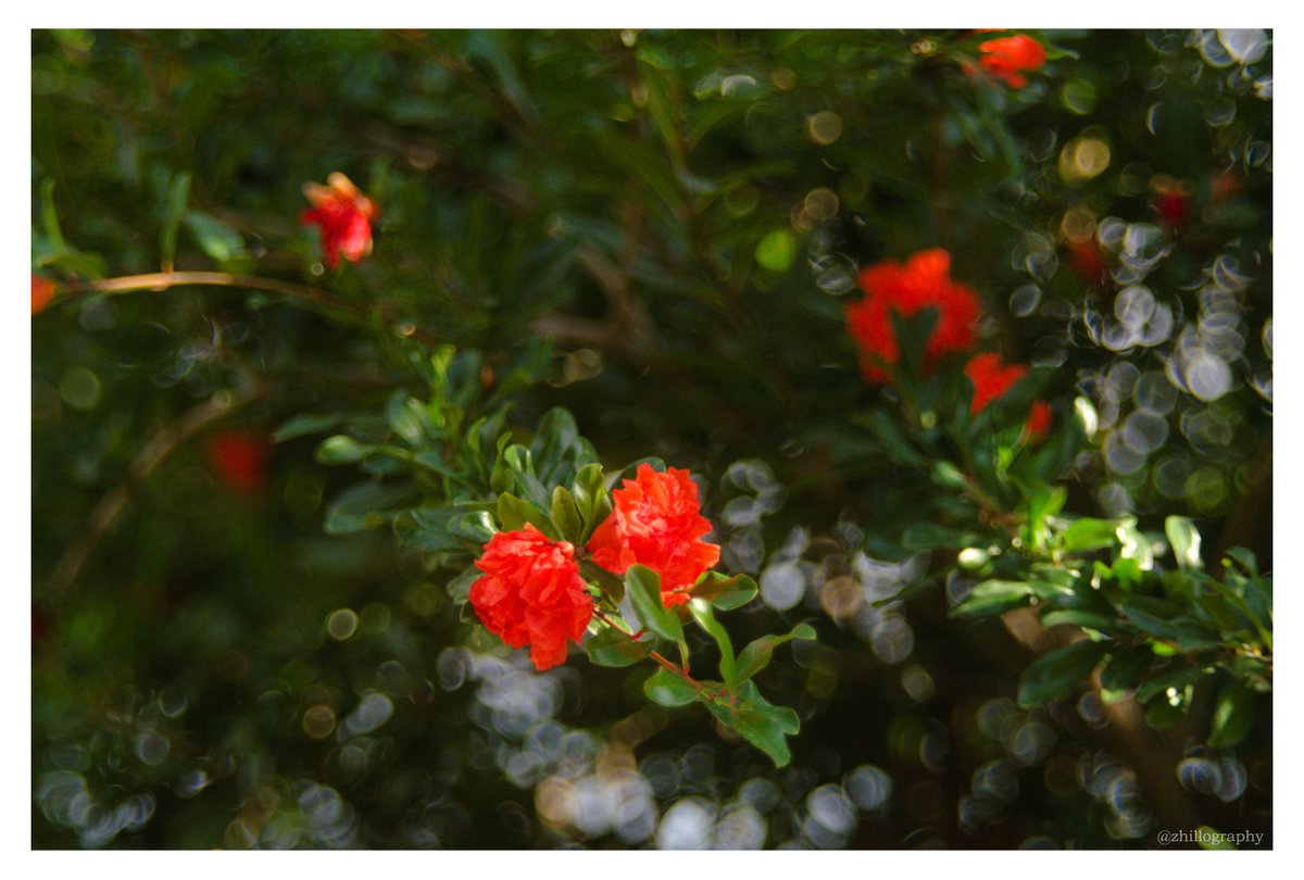 zhille's tweet photo. Took these earlier today, just walking around the small streets in my neighborhood, enjoying people's front yards full of greenery on the nice day we had. Nikon D7000 + Revuenon 55mm m42 manual lens. #shuttertherapy https://t.co/nitJ9yEOCW