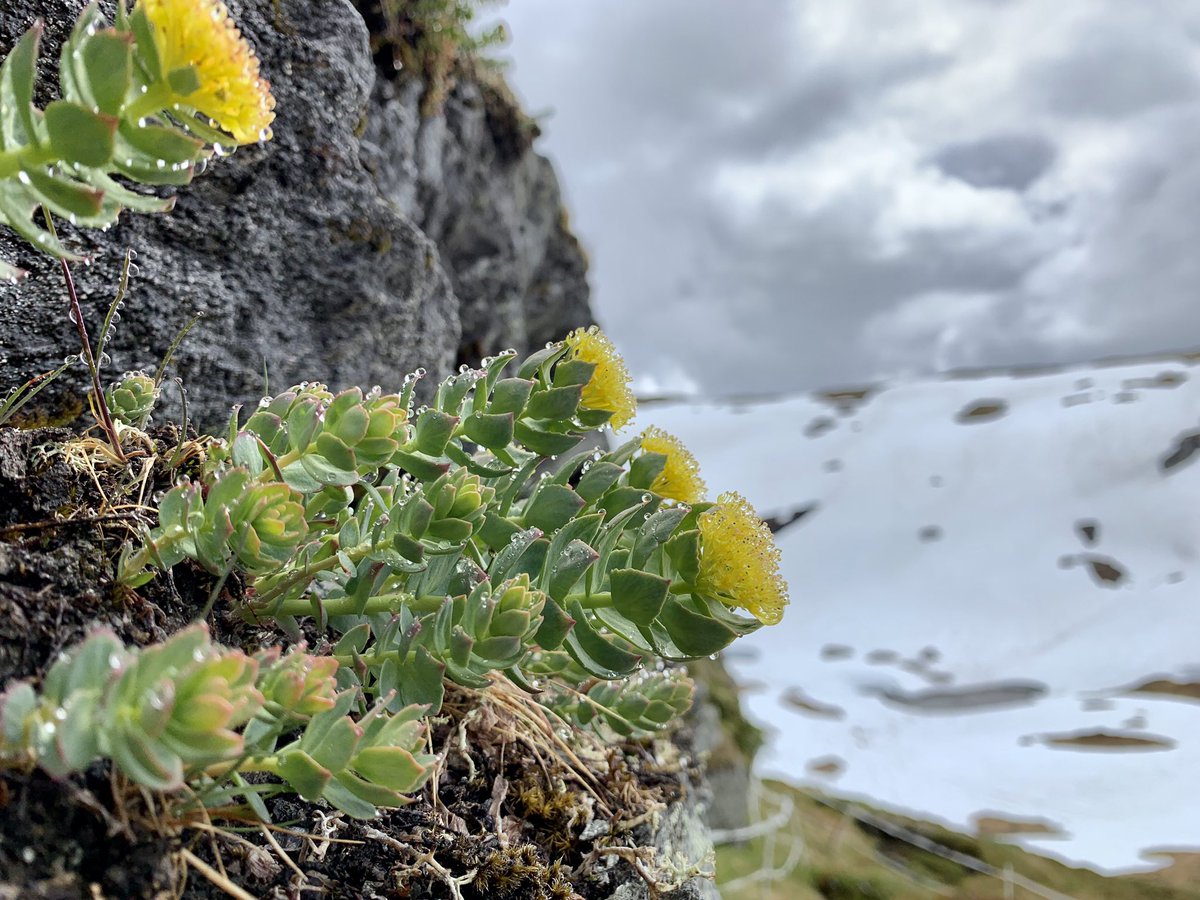 VVandvik's tweet photo. Meanwhile, Rhodiola rosea isn’t playing shop: insisting that spring *is* here, despite the snow suggesting otherwise. #1160masl #60N #oceanic #alpine https://t.co/1WFsW3xITy