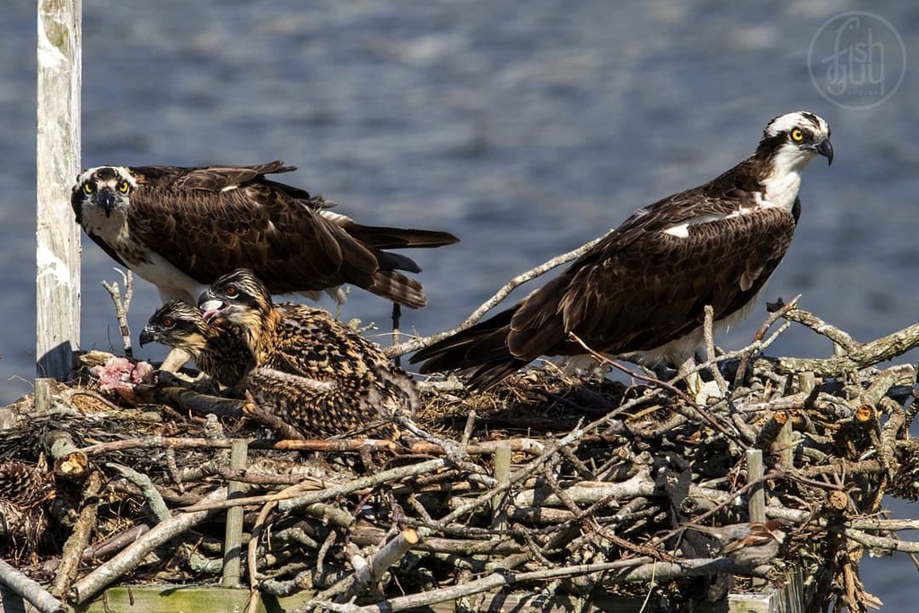 fishguyphotos's tweet photo. I finally got a family pic of the osprey family that is using the nest outside my office at the @somas.sbu Marine Sciences Center. They will be 4 weeks old this Thursday. it is amazing how fast they grow!
.
.
.
#osprey #familyportrait #ospreychicks #ospr… https://t.co/vRjmymeUcO https://t.co/XMBQvXZX9l