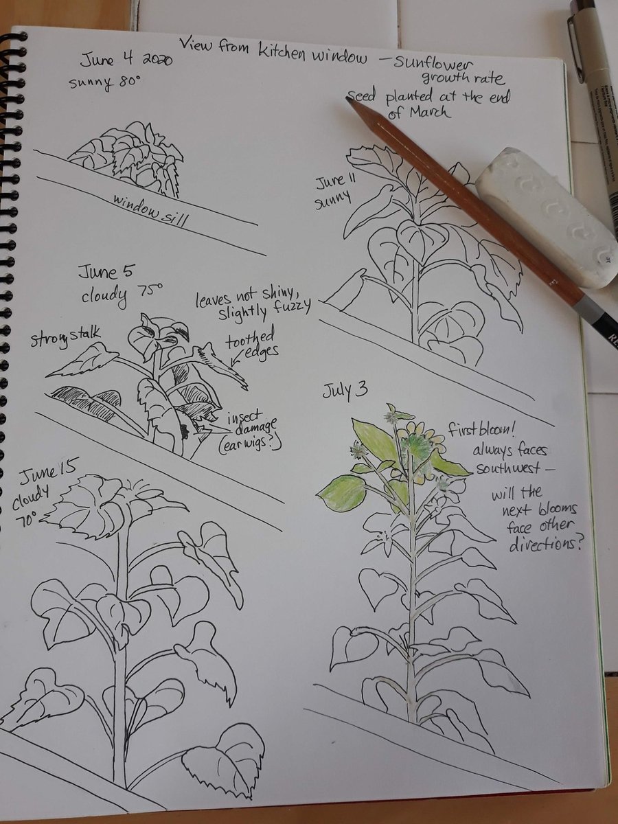 Nature journaling: A practice of stopping to notice what's going on the natural world around us, then writing and sketching to record/respond to it.⁠
⁠
How do I start?⁠
Join our REACH Nature Journal Facebook group for some ideas, then grab a notebook and pencil and go outside!