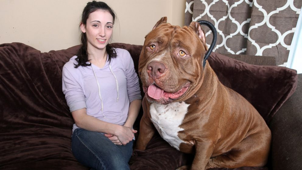 bigdogclub's tweet photo. JESUS FUCK THAT DOG IS BIG https://t.co/56tkVyRDhw