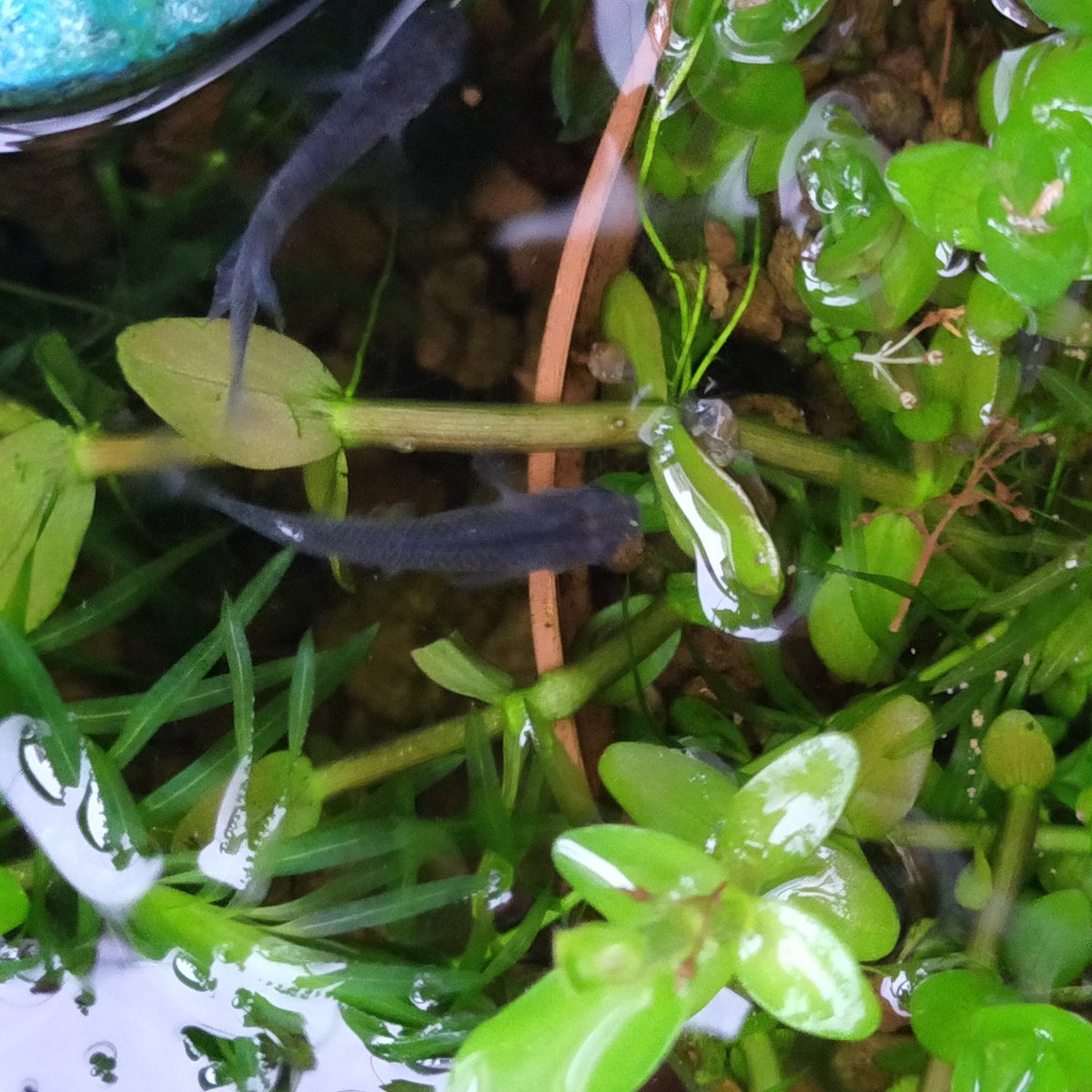 おっくん 雨の日はどれくらい餌をあげたらええのか悩む 黒メダカ が水面スレスレの鉢の縁を乗り越えて餌を食べにやって来るくらいやから 空腹なん 親メダカに同居させた緋メダカがすくすく育ってて ホッ 白メダカ 黒メダカ 緋メダカ めだか メダカ