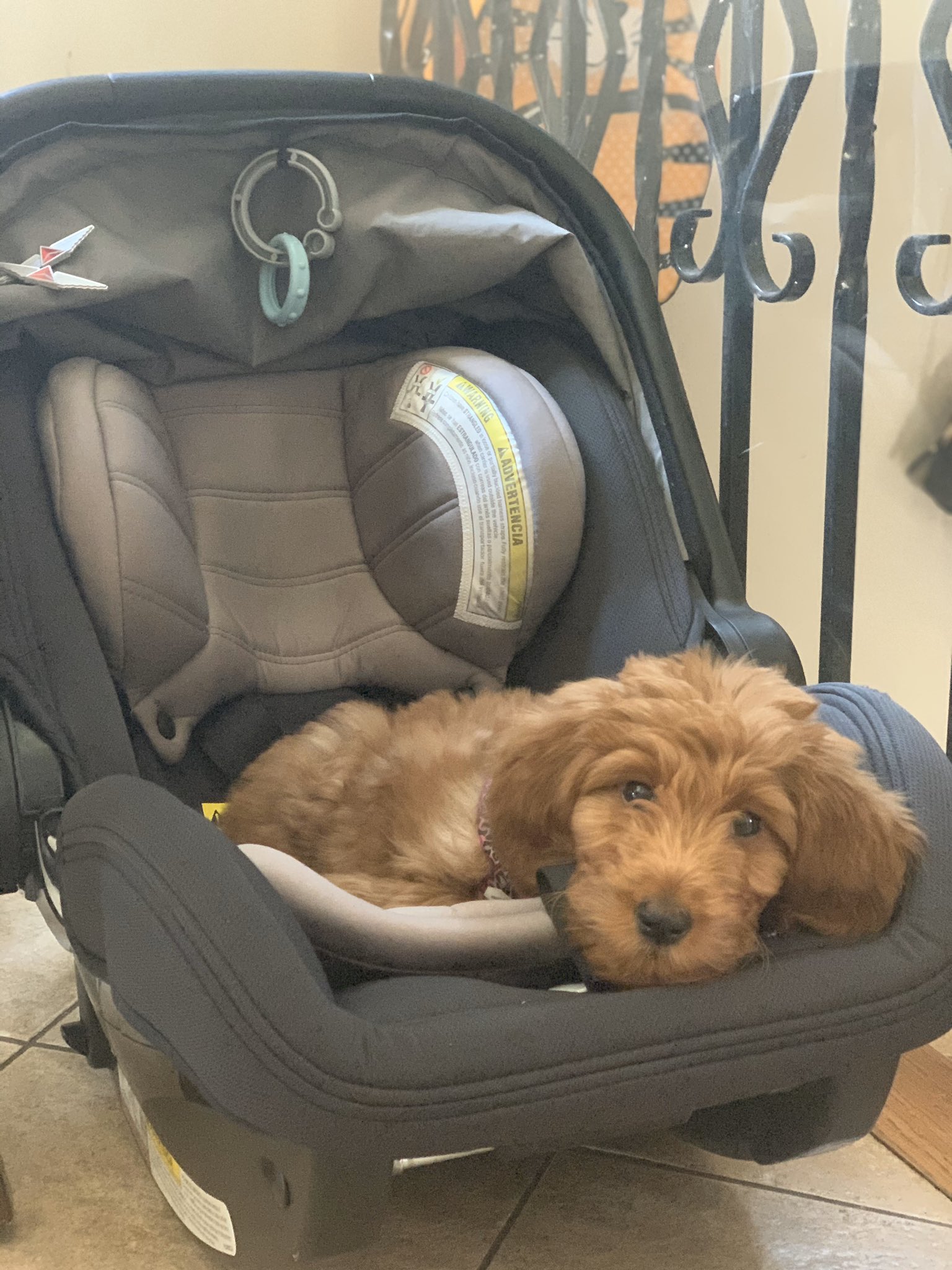 janai-norman-on-twitter-when-your-new-baby-thinks-she-s-a-real-baby-yesihaveatoddlerbabyandpuppy-yesimagluttonforpunishment-yesitsasinsaneasitsounds-https-t-co-umejndnc1f-twitter