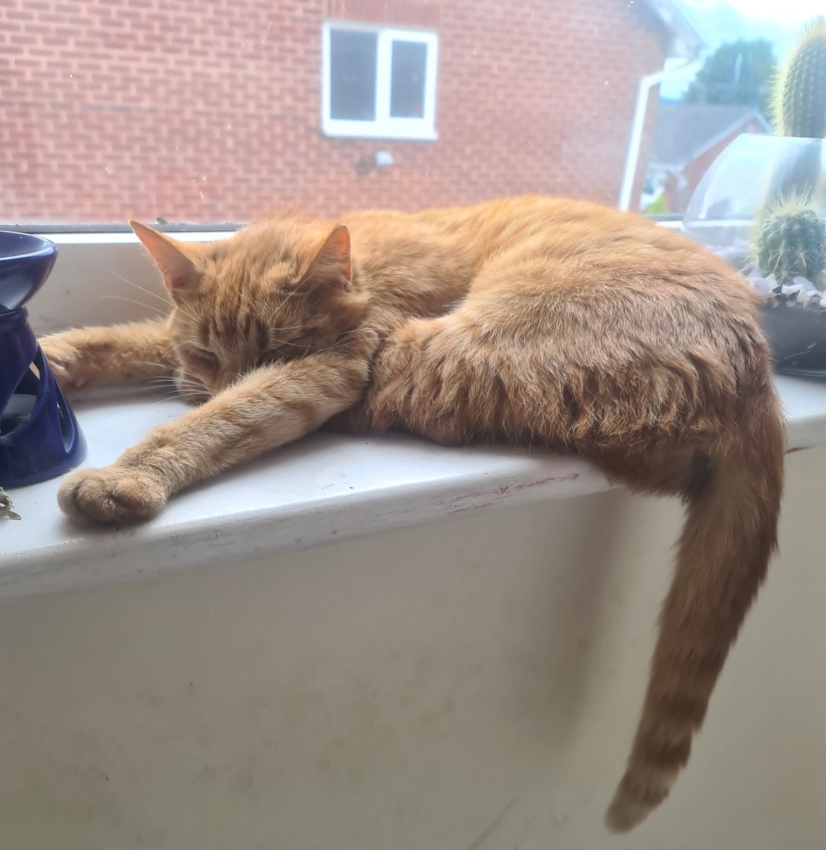 CFEdit's tweet image. My cat thinks she's Superman. Positive mental attitude, guys. Keep reaching for those dreams.

#writingcommunity #amwriting #writers #writing #cats