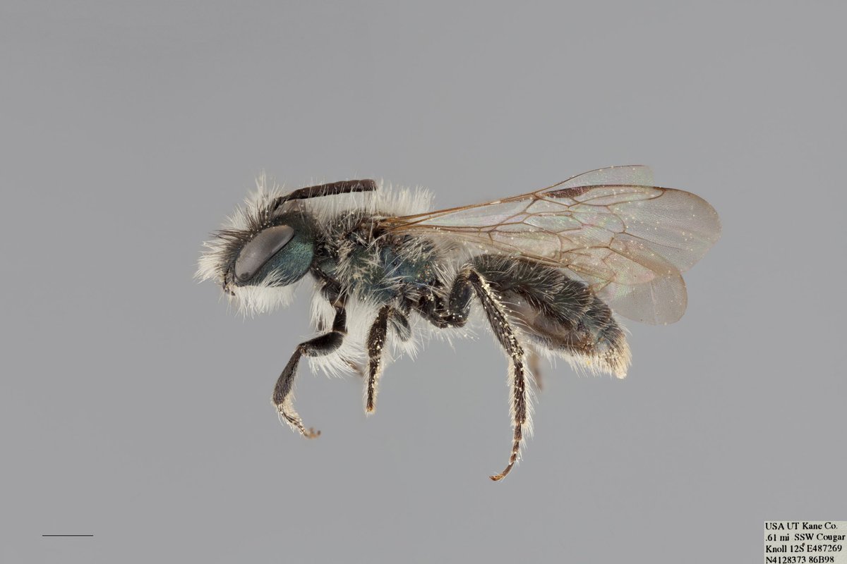 BeesYork's tweet photo. #MetallicMonday: Andrena evoluta (Andrenidae). This species can be found in the western and central #USA, with some records in southern British Columbia, Canada. This specimen was collected in #Utah. #dailybee #beeoftheday https://t.co/BHeWMrFMwr
