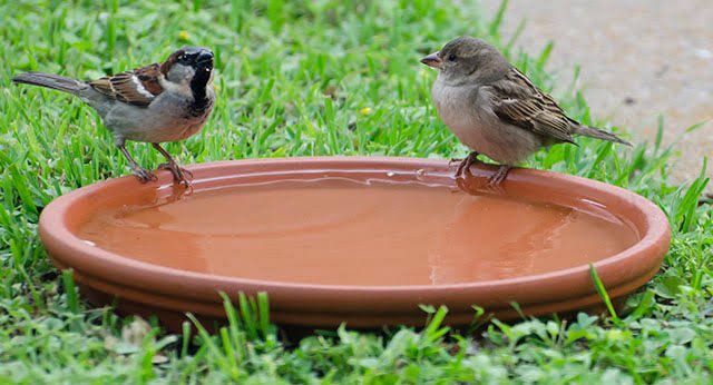 Placing Containers of water and grain in the balcony or terrace to helps  birds for survive food, There is nothing better than giving life to a species nd making sure that the earth remains beautiful. 

#SaveBirdsServeNature