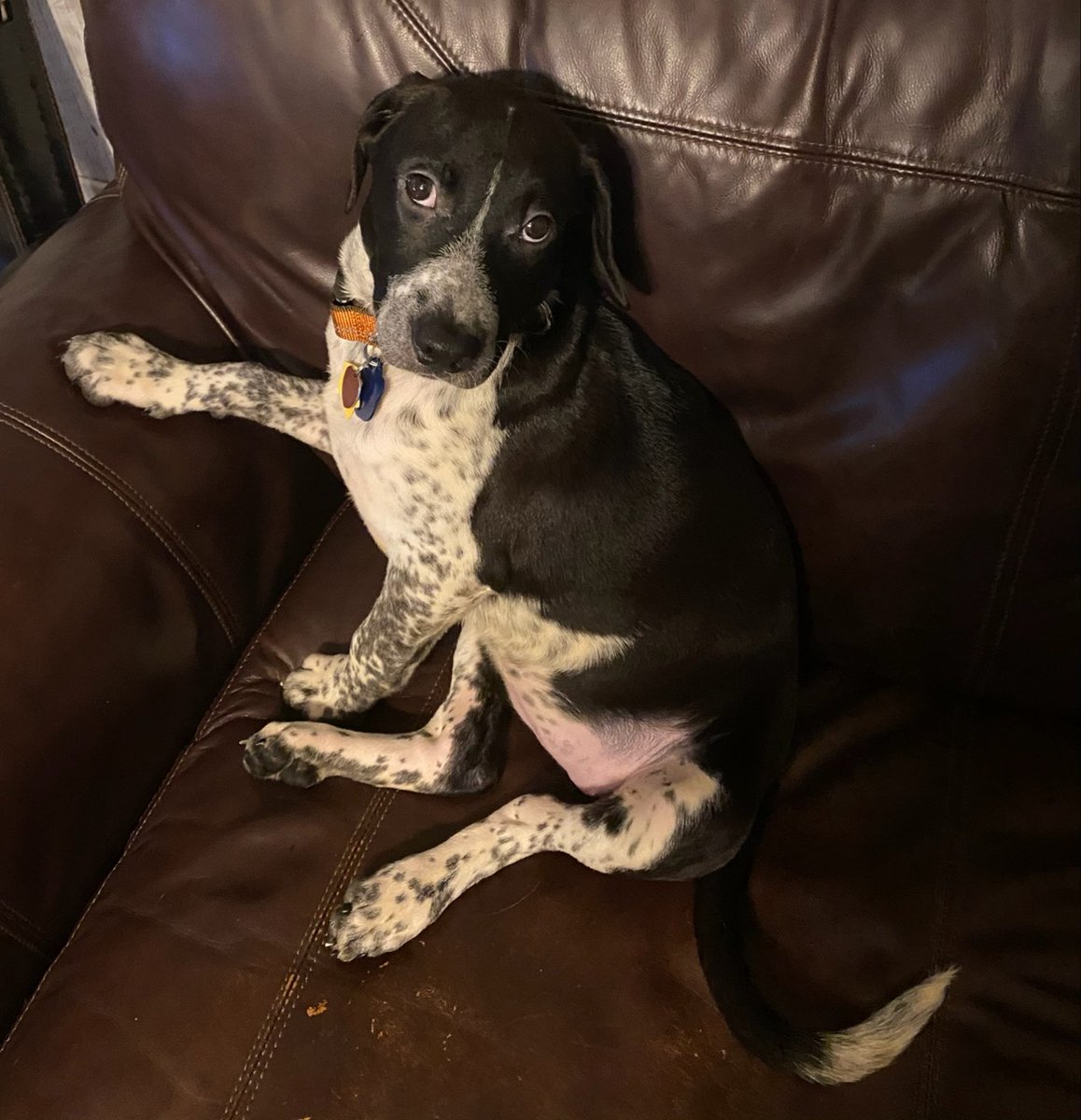 This 4 month old is Mabel, my new fur child. She's a mastiff/lab/pitbull mix and thinks she's a lap dog.