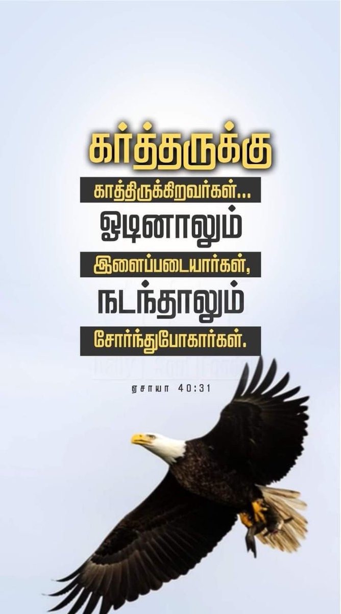 AarudhalTV's tweet photo. கர்த்தருக்குக் காத்திருக்கிறவர்களோ புதுப்பெலனடைத்து, கழுகுகளைப்போலச் செட்டைகளை அடித்து எழும்புவார்கள்; அவர்கள் ஓடினாலும் இளைப்படையார்கள், நடந்தாலும் சோர்ந்துபோகார்கள்.
- ஏசாயா 40:31
#AarudhalTV #OLBN #Word #God #Verses #DailyBread #Lord #TodayVerses #JesusChrist #Isaiya #Bible https://t.co/EynuJiYfxz