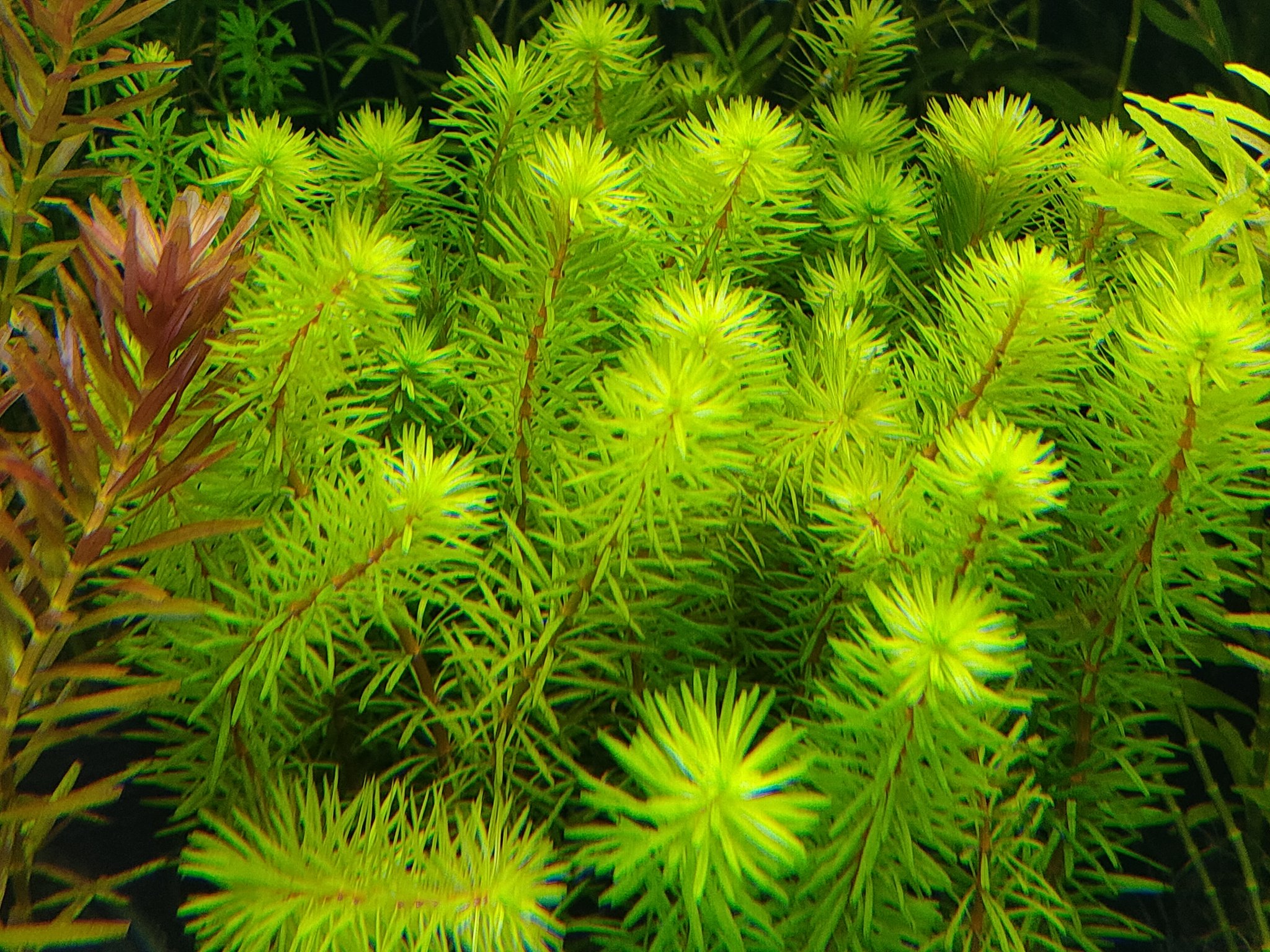 ロタラspバングラデシュ Twitter Search Twitter