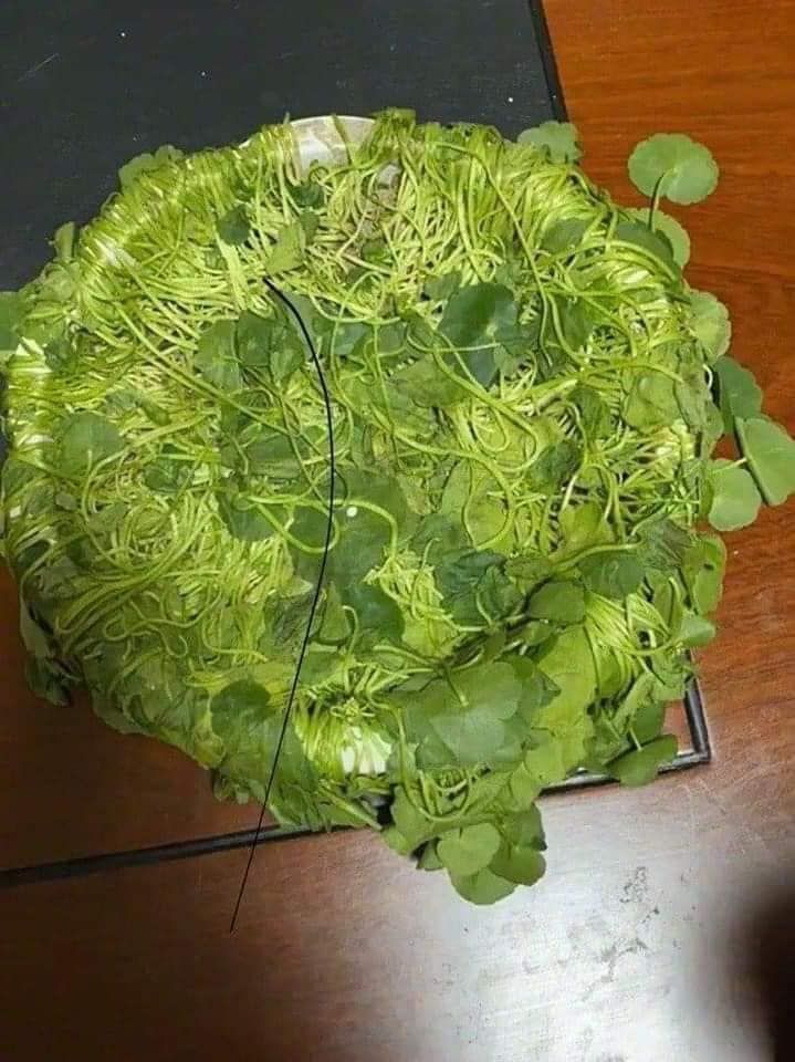 9GAG's tweet photo. If it fits, I sit. 
Oh, it's your plant? Well, I don't give a shit 😼

📸 ใบพลู สุนิสา | FB https://t.co/0eTN3sYGcf