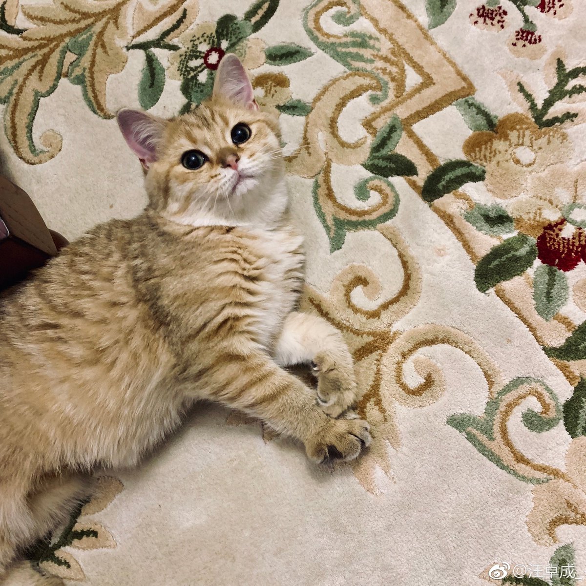 daily danta (@daily_danta) on Twitter photo 