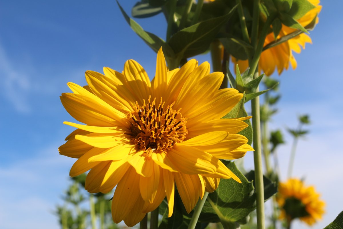 lachatham's tweet photo. Learned about Silflower breeding at UMN this AM.. by far the prettiest crop in the field! #silphium https://t.co/yQ10XKQOrO
