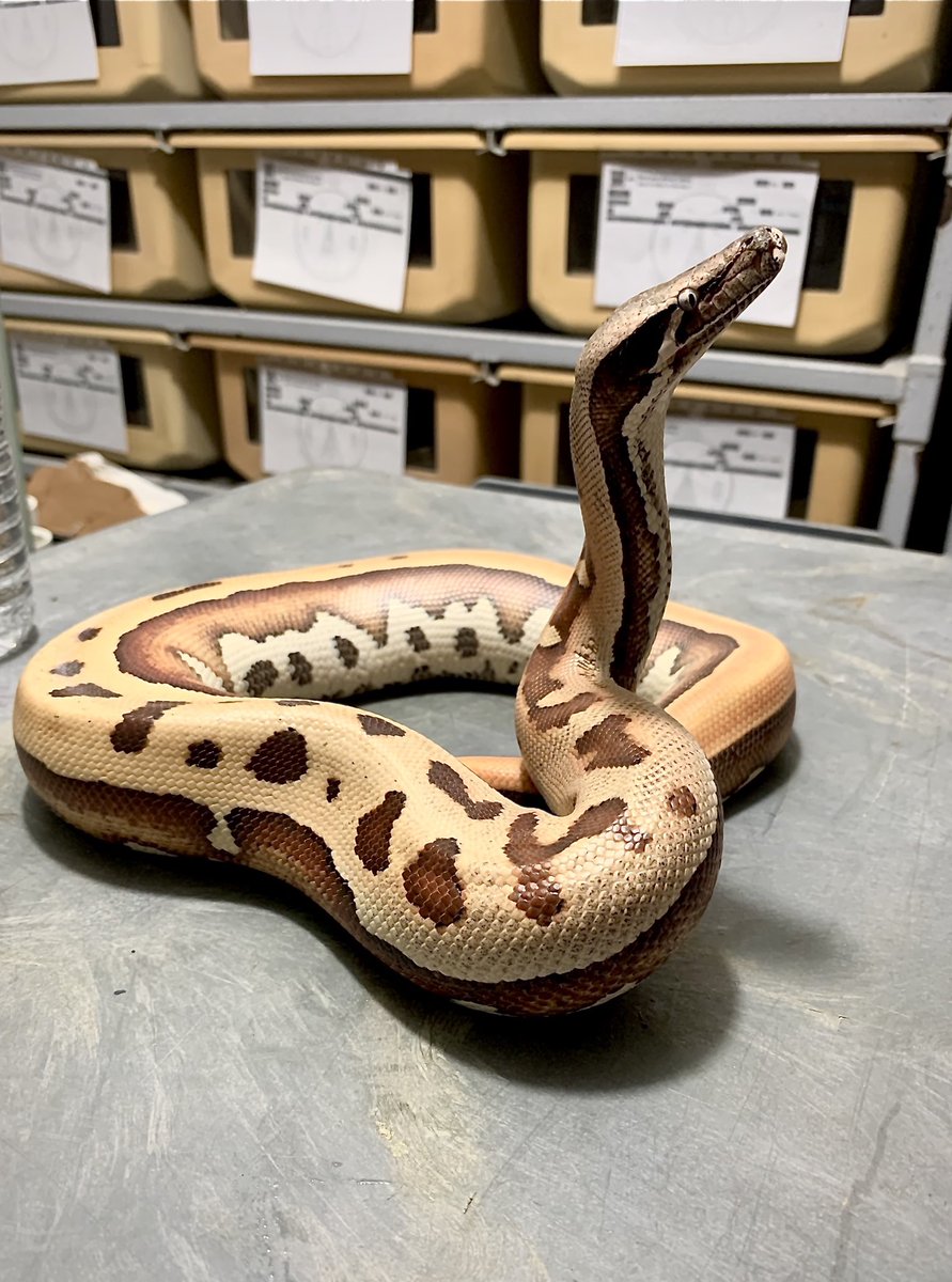 BrassmanRep's tweet image. REGAL

#bloodpython #awesome #snake
