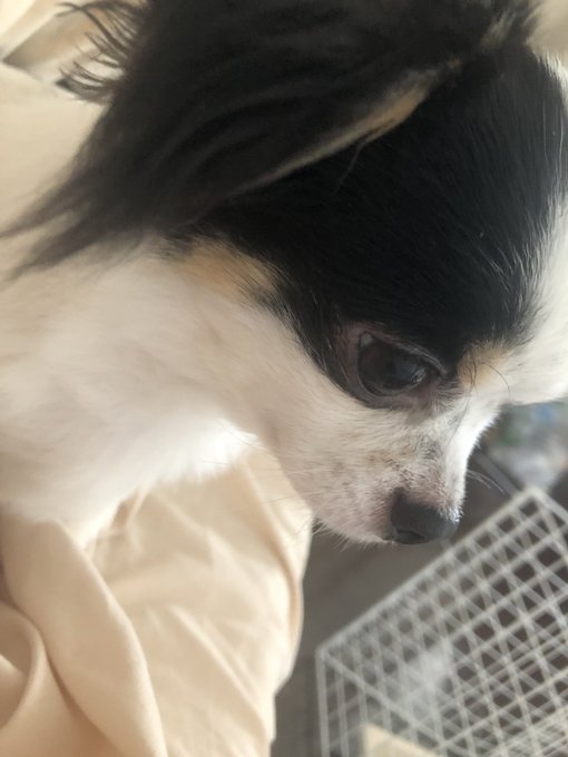 おはここ☀️  せっちゃんのごはんの時間です。 おいしいの？と聞くと しっぽふりふりしてきます///  せっちゃん専用扇風機💭も。  今日もせっちゃんがわんぱくですね💓  美しい// 尊い// https://t<a href="/tag/%E7%99%BA%E8%82%B2%E4%B8%AD"class="tags"><span>#発育中</span></a>