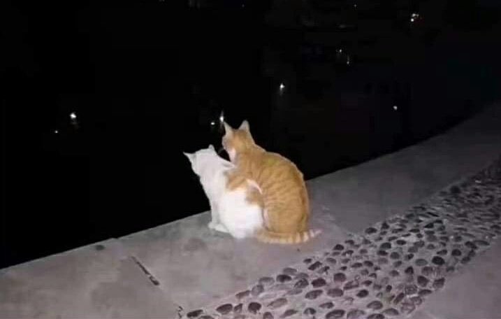 GhostlyKisser7's tweet photo. I meow you https://t.co/i8w9XO6ZEa
