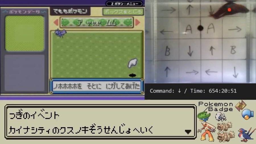 魚 による ポケモン ゲーム実況が今アツい 笑いあり逃がしあり 魚たちが描く青春ドラマ Automaton